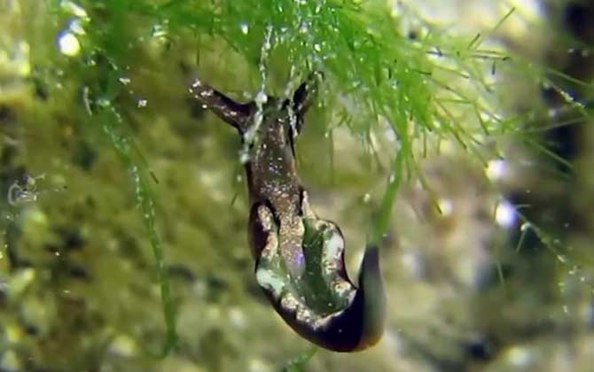海蛞蝓有毒吗？