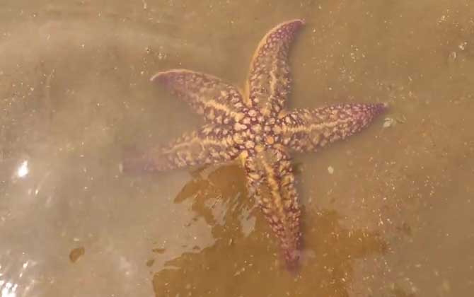 海星是食肉动物还是食草动物？