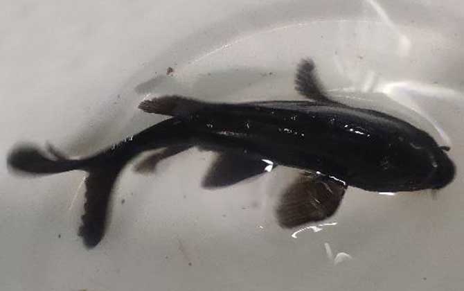 黑色的鱼有哪些品种？