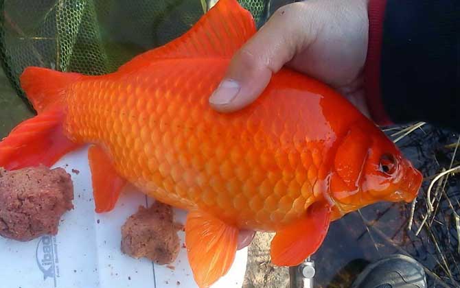 红色的鱼有哪几种？