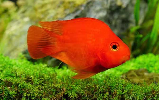 红色的鱼有哪几种？
