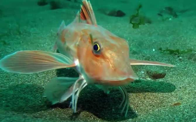 红头鱼是什么鱼？