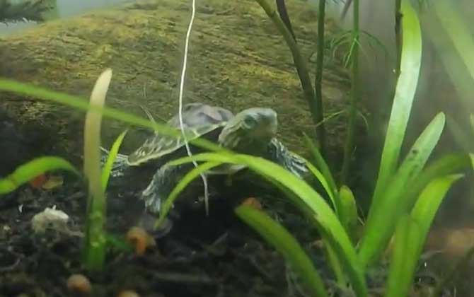 花龟吃什么食物？