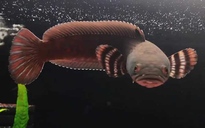 幻彩红宝石雷龙鱼是什么鱼？