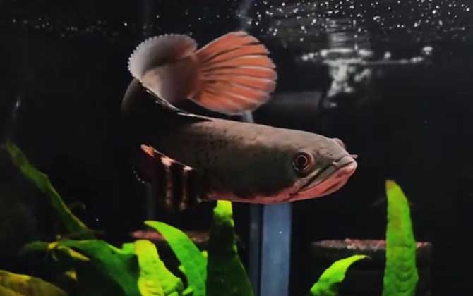 幻彩红宝石雷龙鱼是什么鱼？