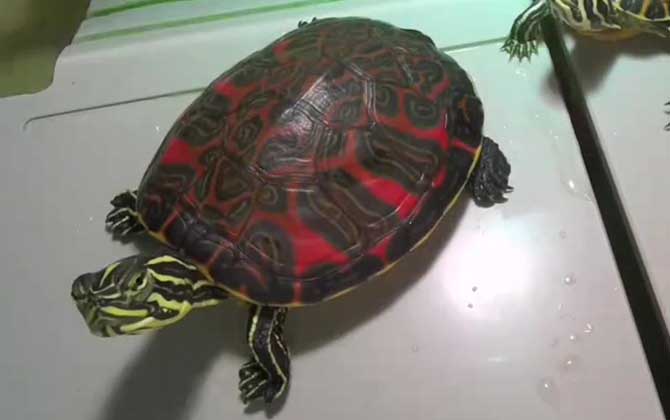 火焰龟的寿命一般多少年？