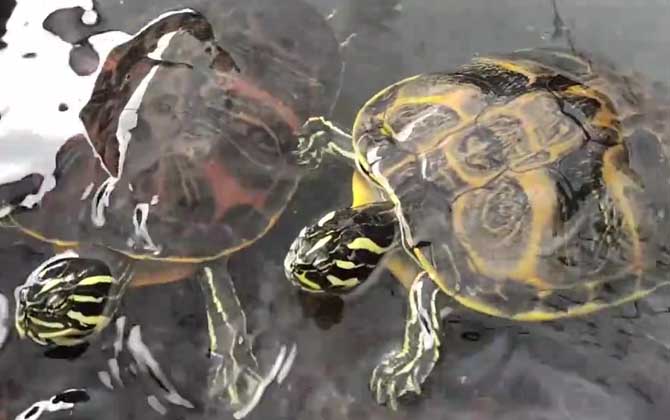 火焰龟的寿命一般多少年？