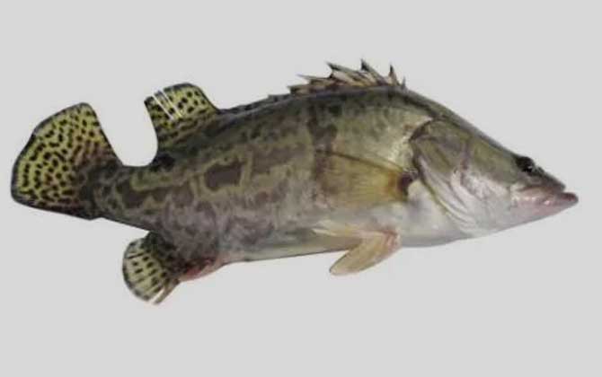 季花鱼是什么鱼？