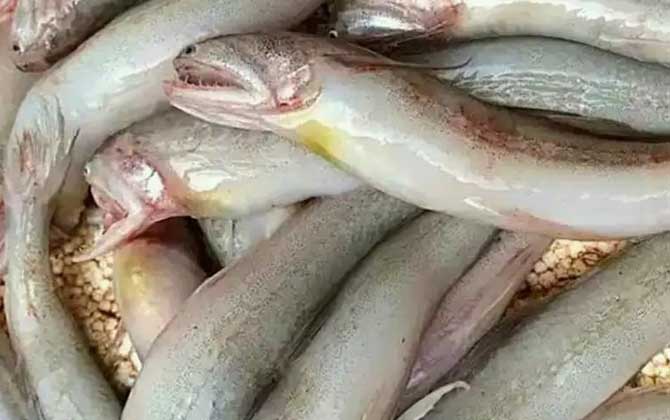 九肚鱼是什么鱼？