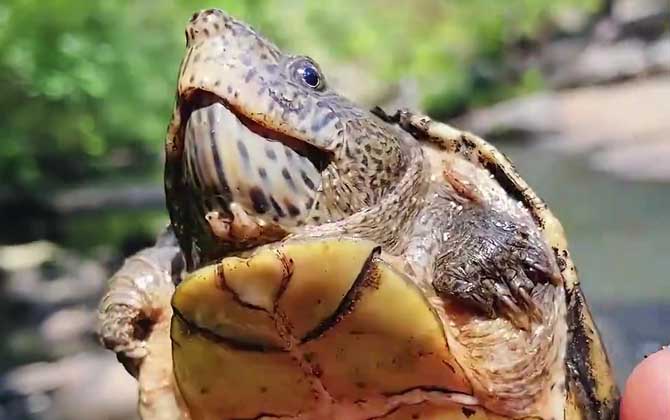 巨头蛋龟是什么龟？