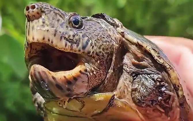 巨头麝香龟是什么龟？