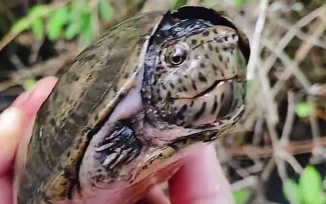 巨头麝香龟是什么龟？