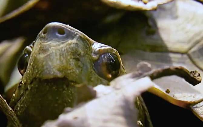 锯缘龟是什么龟？