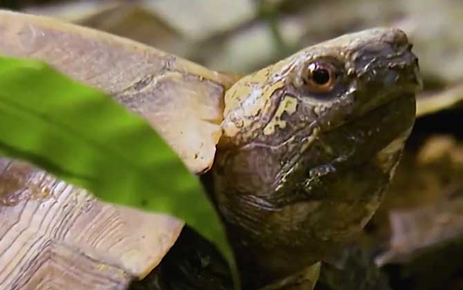 锯缘龟为什么不建议养？