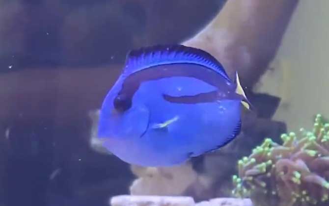 蓝倒吊是什么鱼？