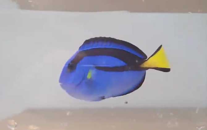 蓝倒吊是什么鱼？