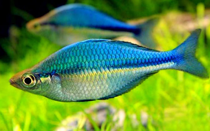 蓝美人鱼是什么鱼？
