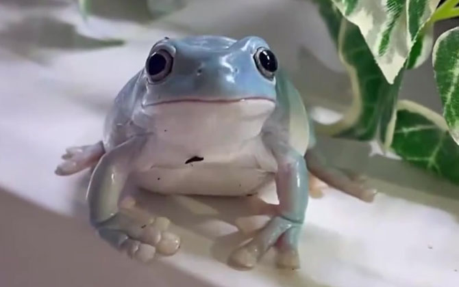 老爷树蛙是什么动物？