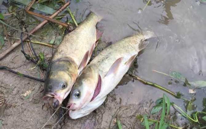 海竿钓鲢鳙最佳水深，没有一定，一般情况下都是以钓浮为主！