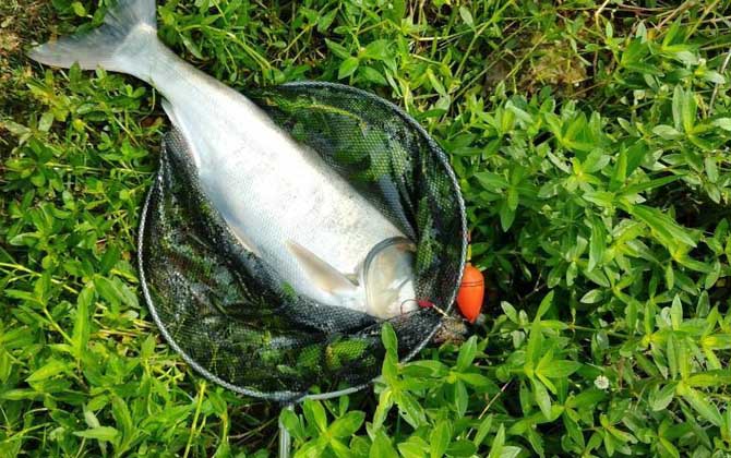 海竿钓鲢鳙最佳水深，没有一定，一般情况下都是以钓浮为主！