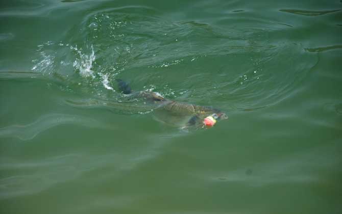 海竿钓鲢鳙最佳水深，没有一定，一般情况下都是以钓浮为主！