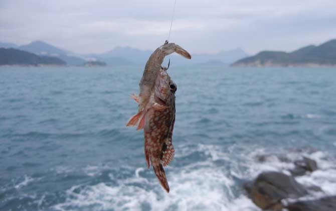 海钓鱼饵用什么最好？一般用自然饵，例如海蜈蚣、虾肉、贝肉等！