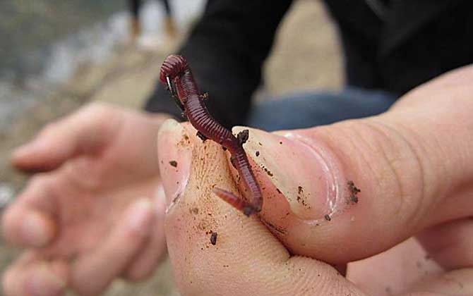 蚯蚓钓鱼怎么样？最常用的自然饵料，用蚯蚓钓鱼很少“空军”！