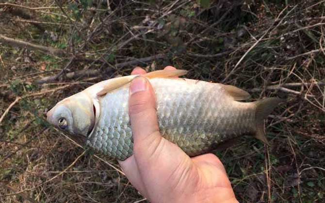 怎么能快速钓到大板鲫？打窝最关键，只有窝子有鱼才钓得到！