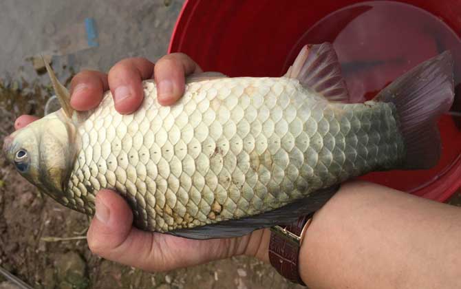 夏季钓鲫鱼用什么饵料好？试试这几种饵料，轻松钓到大鲫鱼！