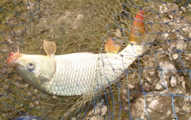 钓鲤鱼用多长的鱼竿比较好？没有一定，取决于水情、鱼情等因素！