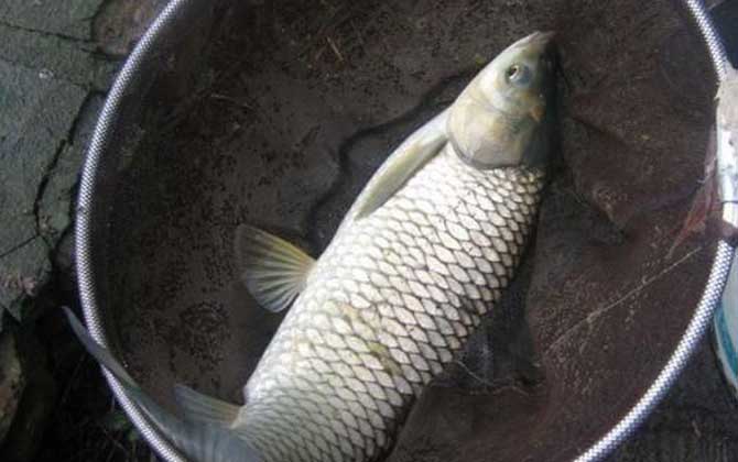 草鱼吃什么食物？草食性鱼类，主要以植物为食，并因此而得名！