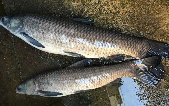 青鱼吃什么食物？偏肉食性鱼类，主要以螺、蚌、蚬、蛤等为食！