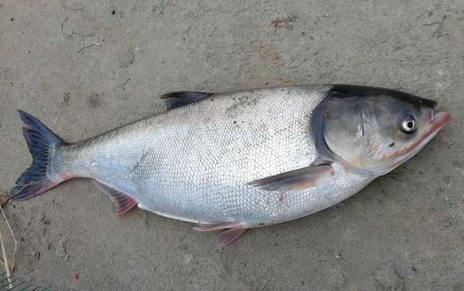 浮钓鲢鳙的技巧和方法，掌握这6点，轻松钓大鲢鱼、大鳙鱼！