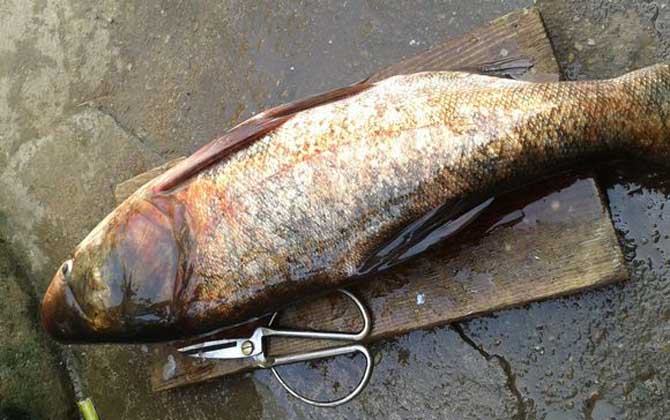 浮钓鲢鳙的技巧和方法，掌握这6点，轻松钓大鲢鱼、大鳙鱼！