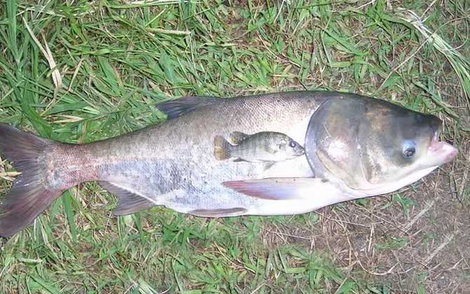 一天中钓鲢鳙最佳时间，从上午10时到下午18时都适合钓鲢鳙！