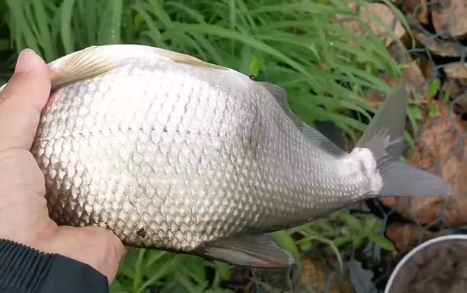 钓鳊鱼的最佳饵料配方，试试这几个配方，咬钩的都是大鳊鱼！