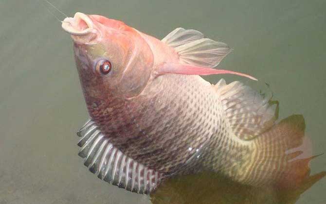 福寿鱼是什么鱼？我国引进的淡水经济鱼种，学名叫作罗非鱼！