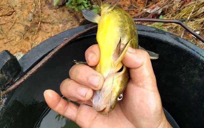 黄颡鱼是什么鱼？淡水经济鱼种，俗称黄辣丁、昂刺鱼、嘎鱼等！