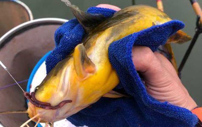 黄颡鱼用什么饵料钓最好？首选蚯蚓，其次是红虫、动物内脏等！