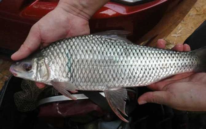 土鲮鱼爱吃什么？杂食性，主要以植物、水生昆虫及幼虫等为食！