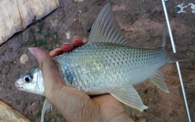 土鲮鱼爱吃什么？杂食性，主要以植物、水生昆虫及幼虫等为食！