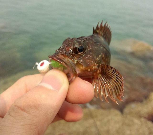 从岸钓到船钓，远近结合，分享海钓石九公的经验技巧