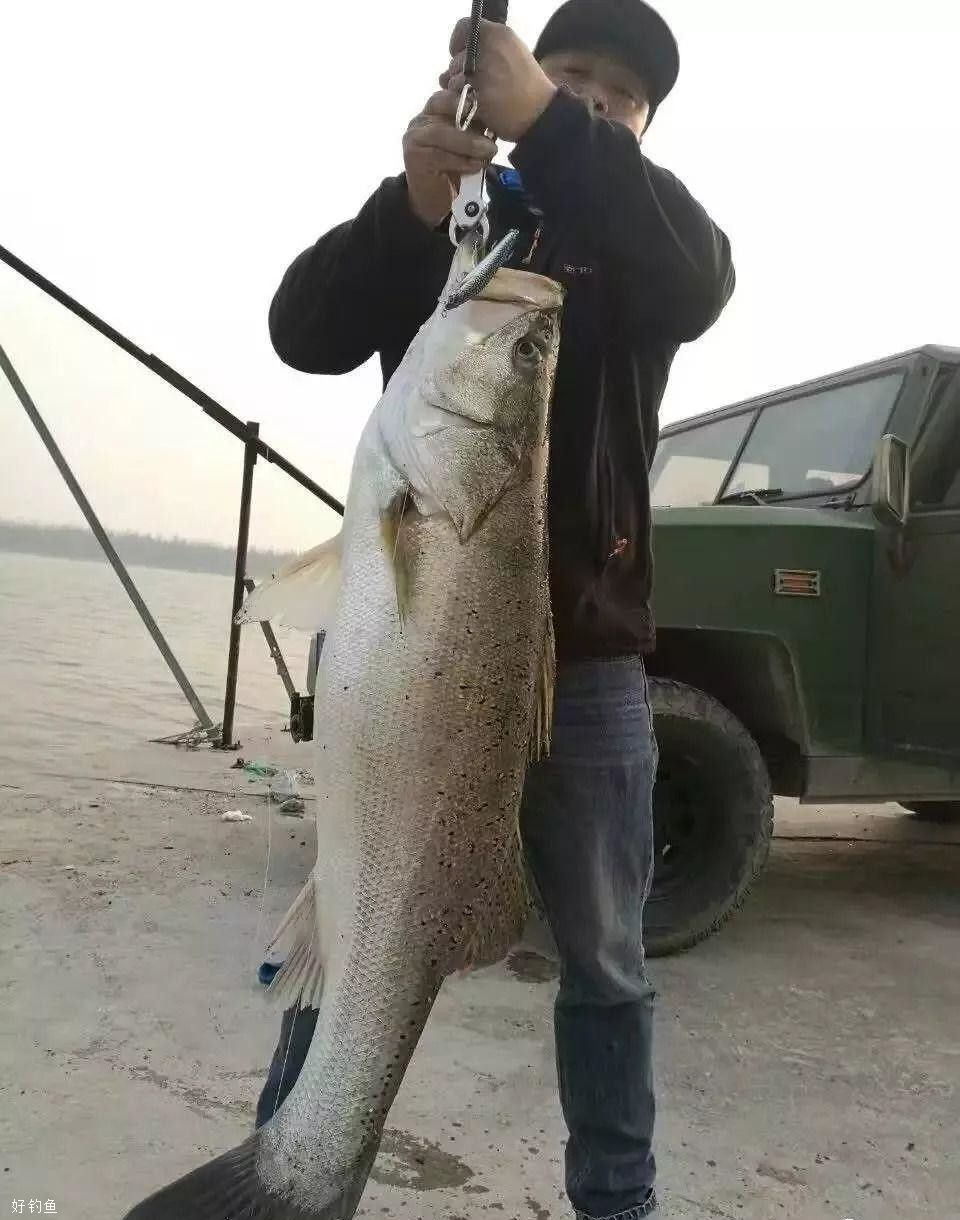 想钓米级海鲈那就必须选对钓法