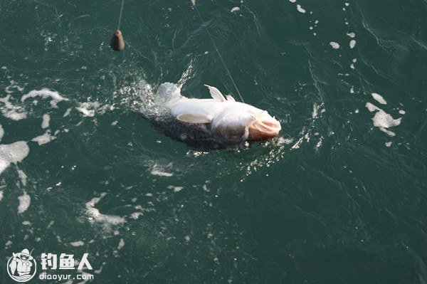 海船垂钓鳕鱼的钓具选择心得分享