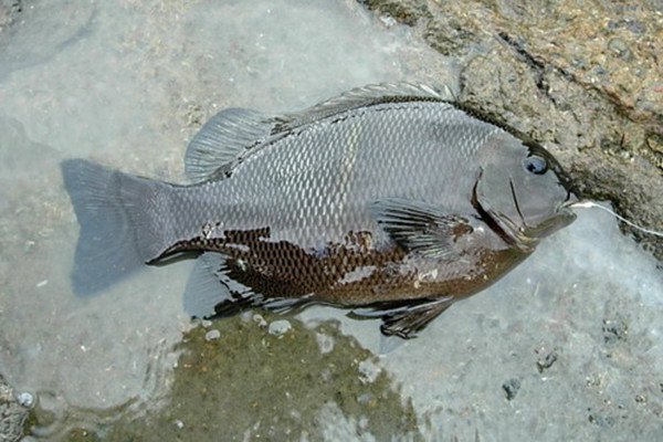 浅谈我在浙江海钓黑毛的体会