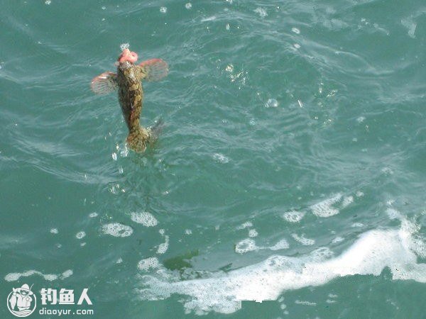 海钓全层本流钓与全游动下沉钓法的详解