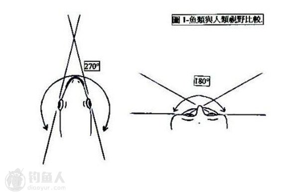 矶钓晃饵的鱼类视觉判断与进食行为