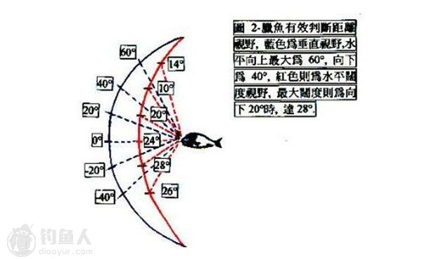 矶钓晃饵的鱼类视觉判断与进食行为