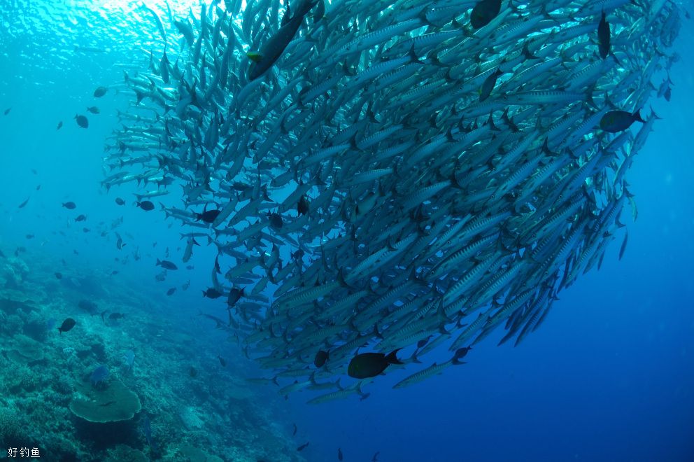 海钓海狼，这些实战经验了解一下