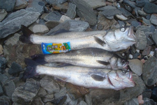 海钓之活饵船钓鲈鱼的技巧